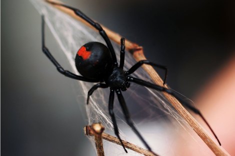 World’s Deadliest Spiders a Toxic Myth?